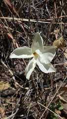 Mandevilla macrosiphon