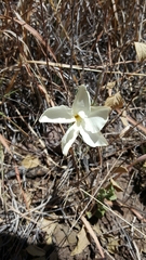 Mandevilla macrosiphon