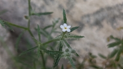 Johnstonella