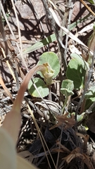 Mandevilla macrosiphon