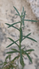 Johnstonella