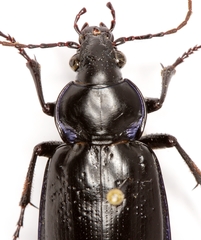 Calosoma macrum