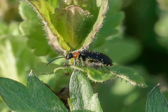 Pyrochroidae