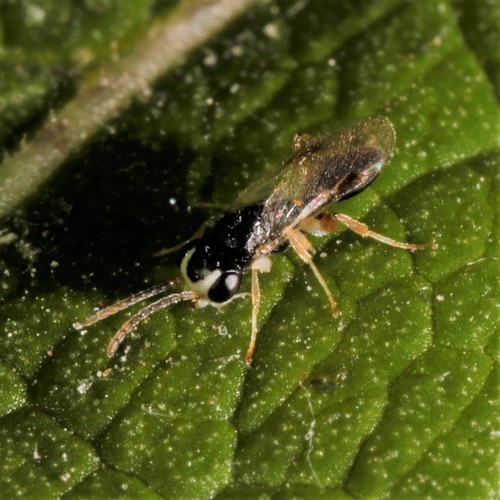 Aphelopus melaleucus
