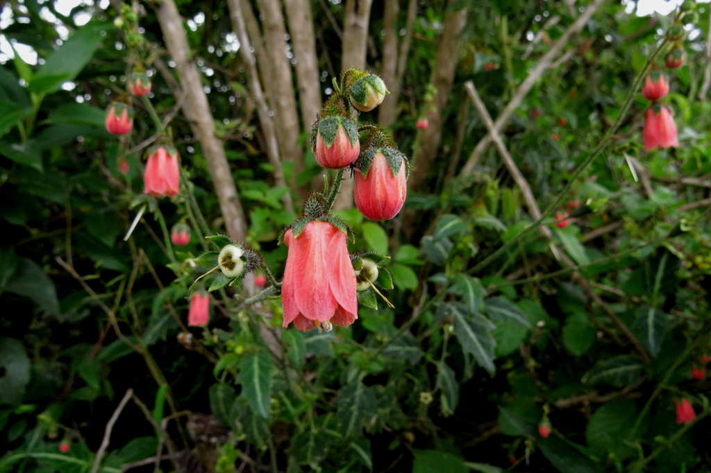 Nasa carnea
