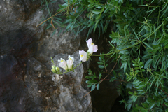 Antirrhinum tortuosum