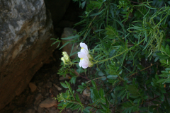 Antirrhinum tortuosum