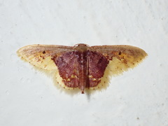 Idaea flavicosta