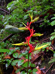 Heliconia richardiana