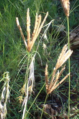 Eustachys paspaloides