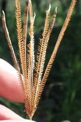 Eustachys paspaloides