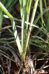 Eustachys paspaloides