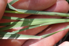 Eustachys paspaloides