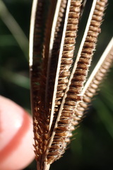 Eustachys paspaloides