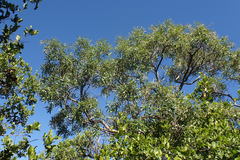 Ozoroa paniculosa