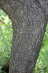 Ozoroa paniculosa
