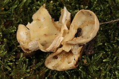 Helvella costifera
