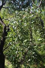 Ozoroa paniculosa