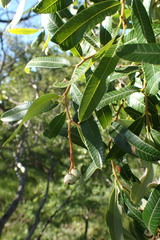 Ozoroa paniculosa