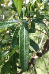 Ozoroa paniculosa