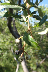 Ozoroa paniculosa