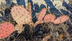 Opuntia azurea