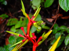 Heliconia richardiana