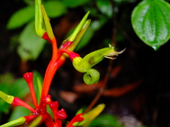 Heliconia richardiana