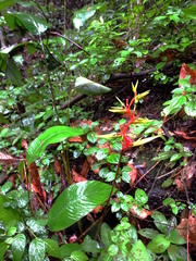 Heliconia richardiana