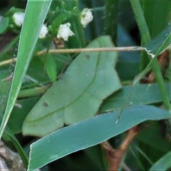 Traminda vividaria