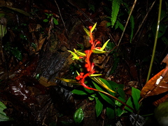 Heliconia richardiana