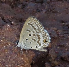 Euchrysops subpallida