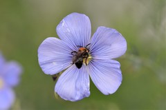 Andrena bicolor