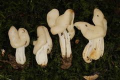 Helvella lactea