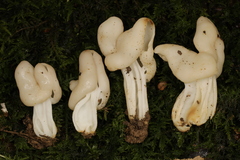 Helvella lactea