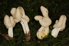 Helvella lactea