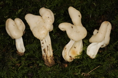 Helvella lactea