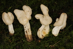 Helvella lactea