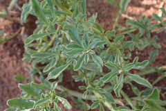 Hermbstaedtia
