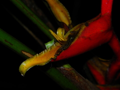 Heliconia spathocircinata