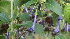 Iochroma