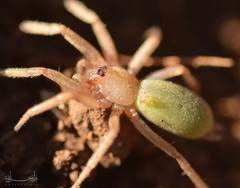 Araneae