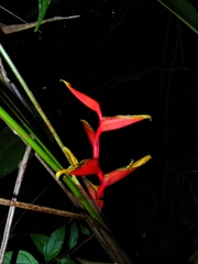 Heliconia spathocircinata