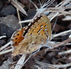 Aloeides damarensis
