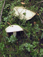 Leccinum percandidum