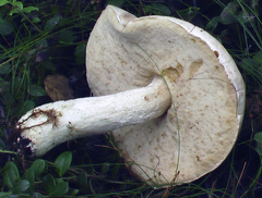 Leccinum percandidum