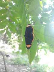 Melanis lycea