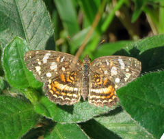 Anthanassa drusilla