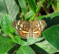 Anthanassa drusilla