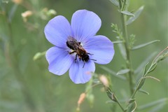 Andrena bicolor
